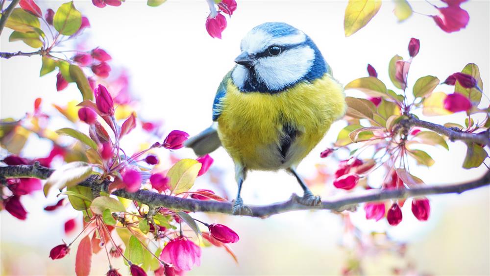Vítání jara a Den ptactva
