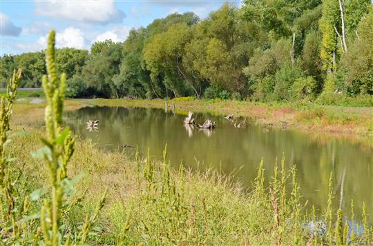 Město pomáhá přírodě. Mokřad obsadili ptáci i obojživelníci