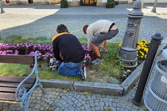 Vandalové vytrhali květiny, pod dohledem strážníků je nasázeli zpět