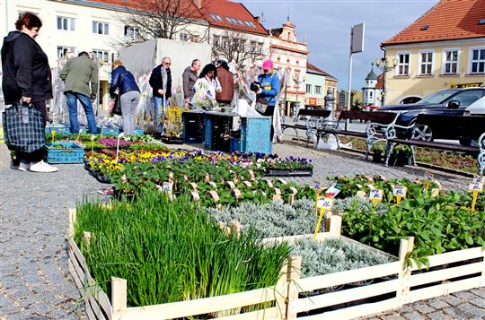 Trhy: na náměstí se v polovině března vrátí sazenice, koláče i sýry
