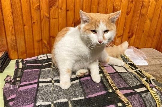 Radnice podpořila kastrace domácích i opuštěných koček. Program pokračuje