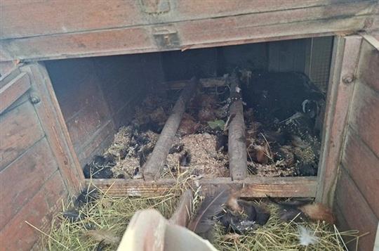 Slepice nepřežily útok zaběhnutého psa. Zasahovala městská policie